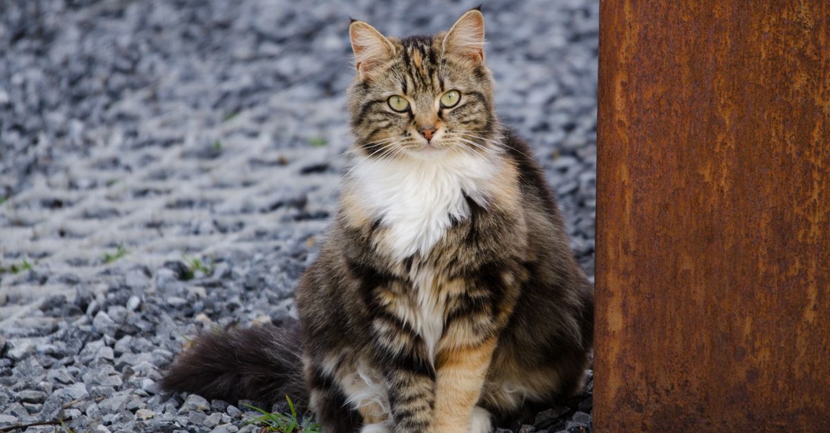Le Maine Coon : caractère, santé et prix