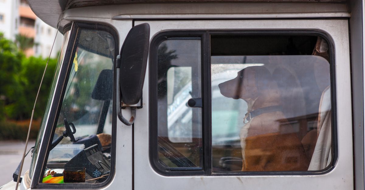 Le mal des transports chez le chien