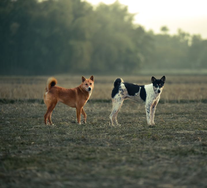 Mâle ou femelle : quel chien choisir ? — illustration