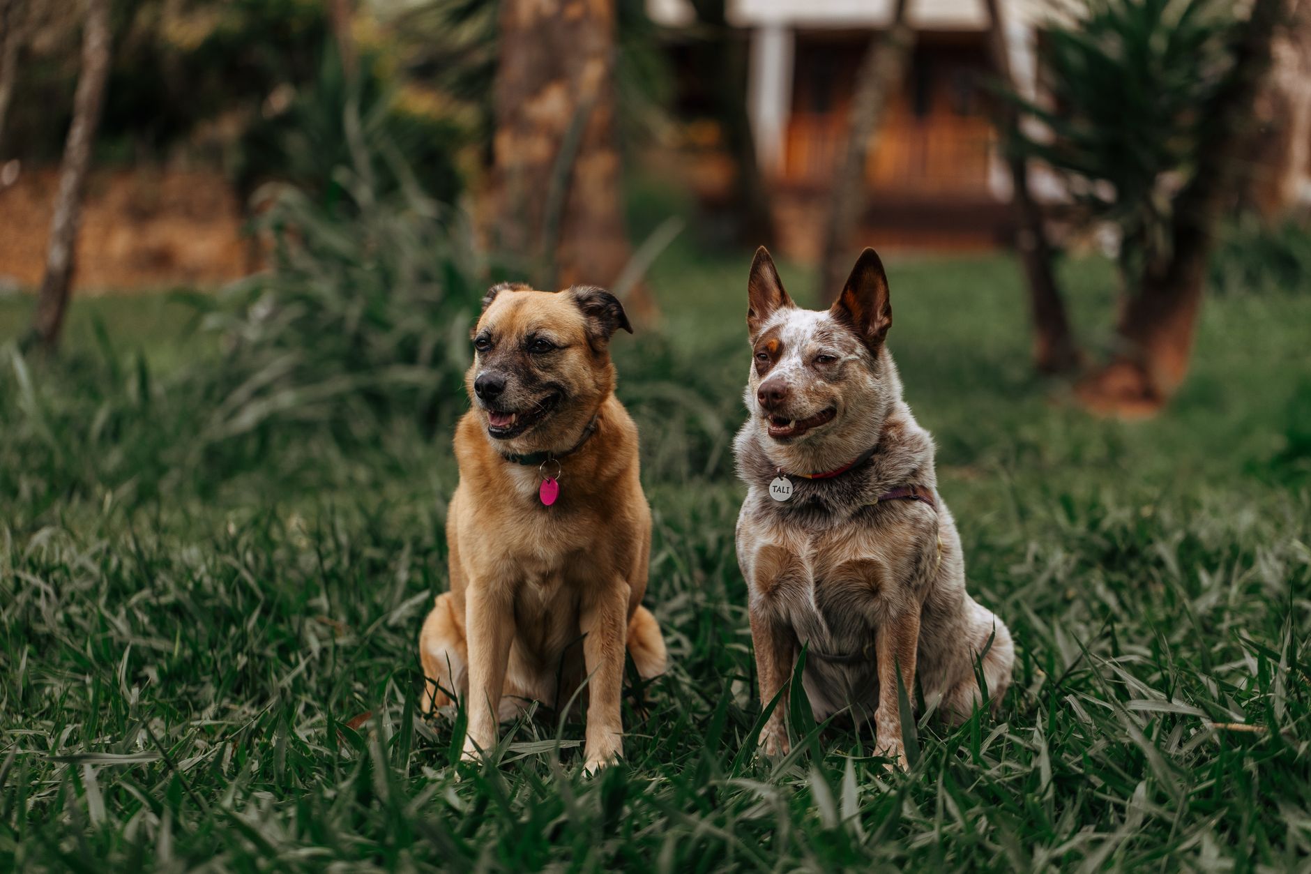 Mâle ou femelle : quel chien choisir ?