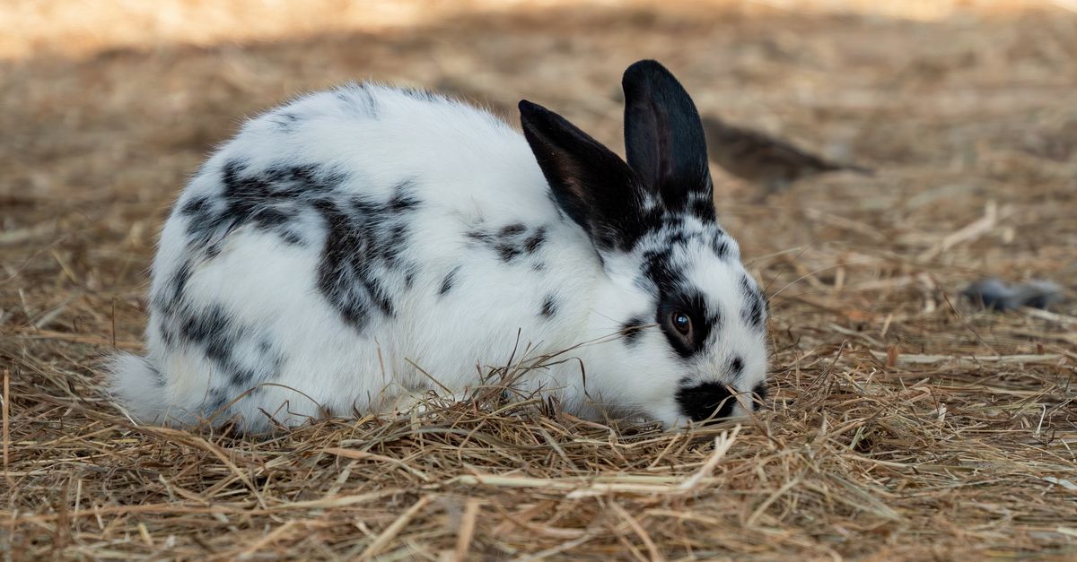 La malocclusion dentaire du lapin : dents qui poussent mal
