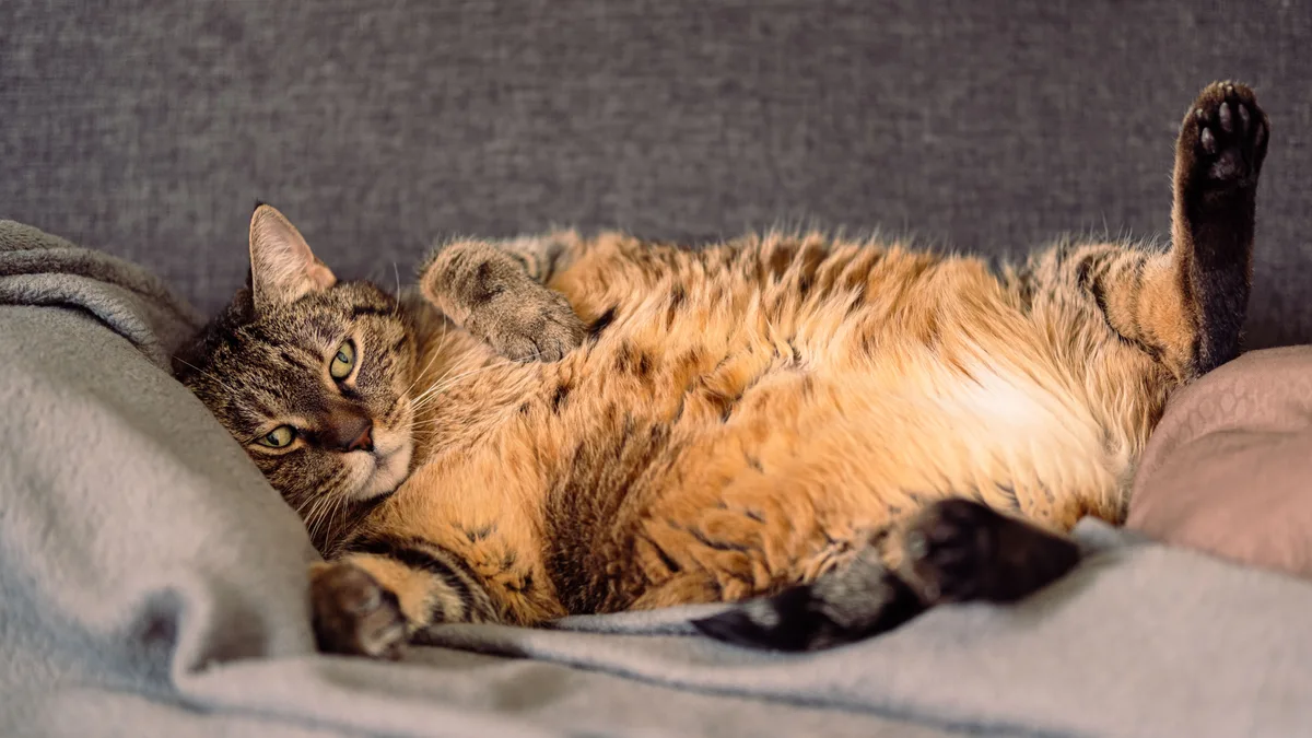 Chat roux en surpoids assis, illustration de l'obésité féline