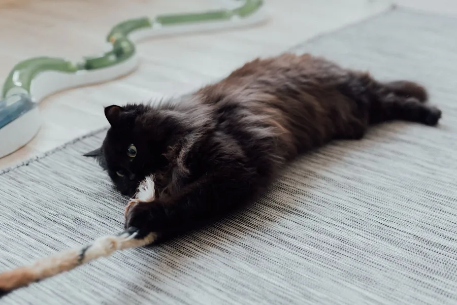 Comportementaliste félin (pour chat) : quand consulter — illustration