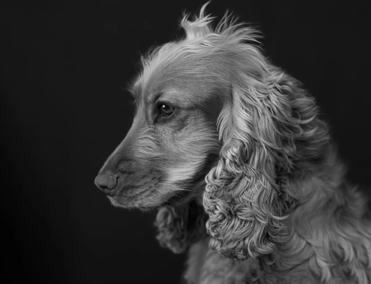 Photographe animalier : réussir la séance photo de son animal
