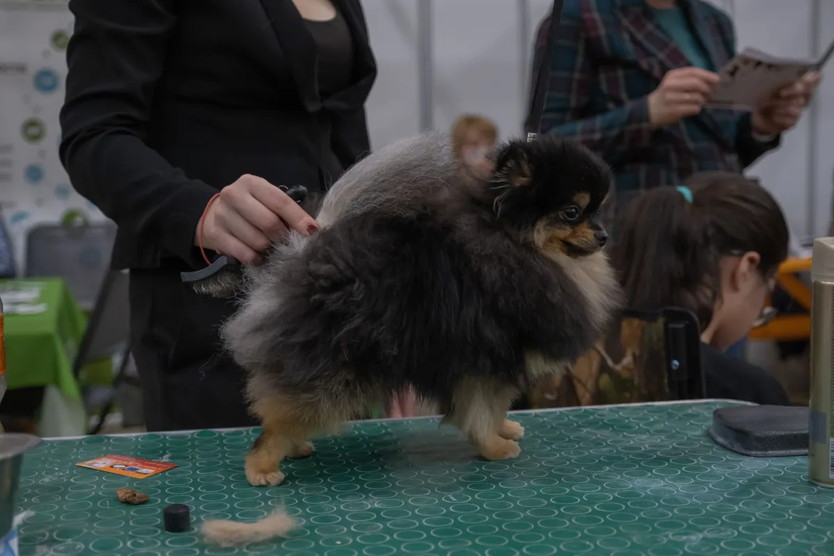 Toiletteur pour chien et chat : métier et tarifs