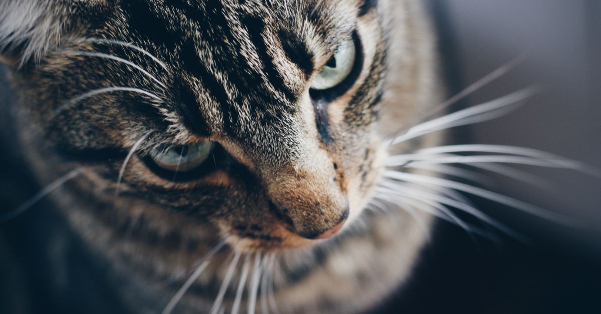 Mon chat a le nez qui coule