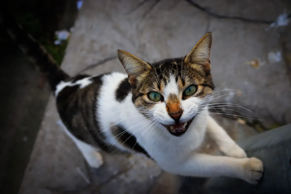 Mon chat est agressif : comprendre les causes et réagir