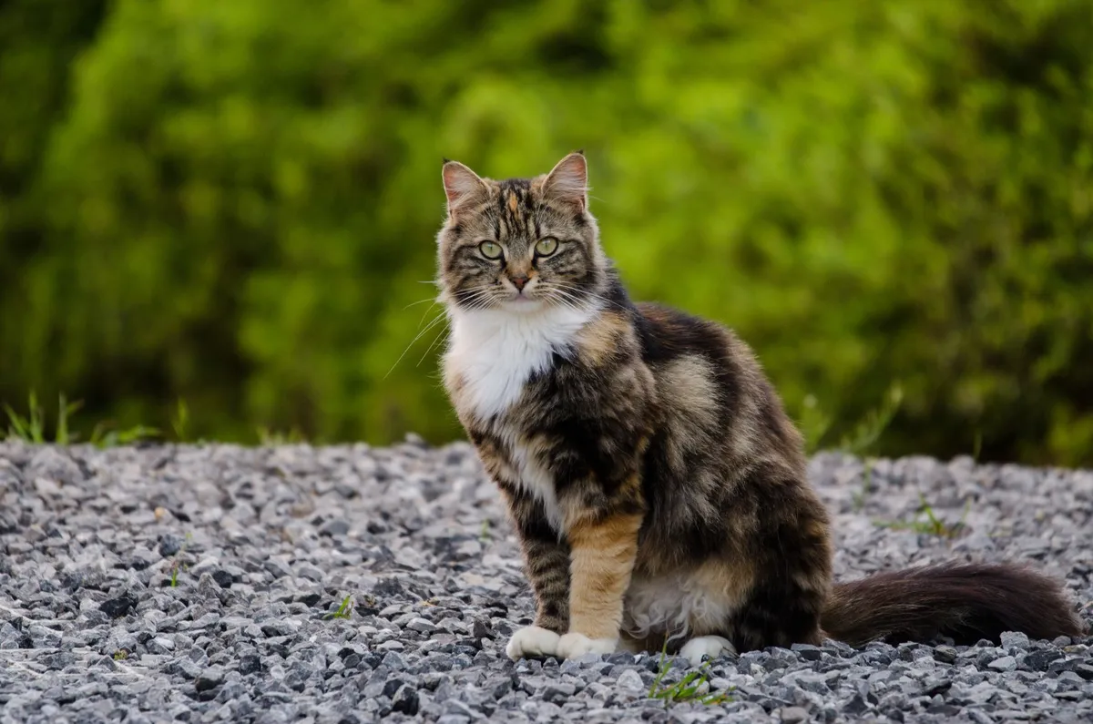 Mon chat fait pipi partout : comprendre et résoudre le problème