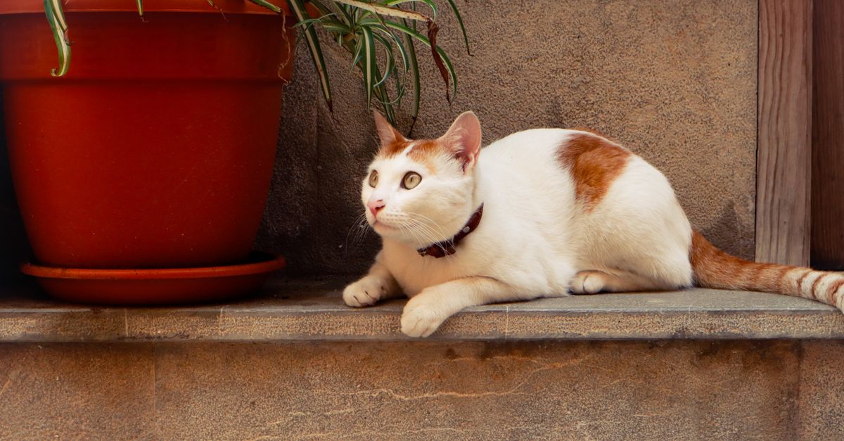 Mon chat maigrit : causes