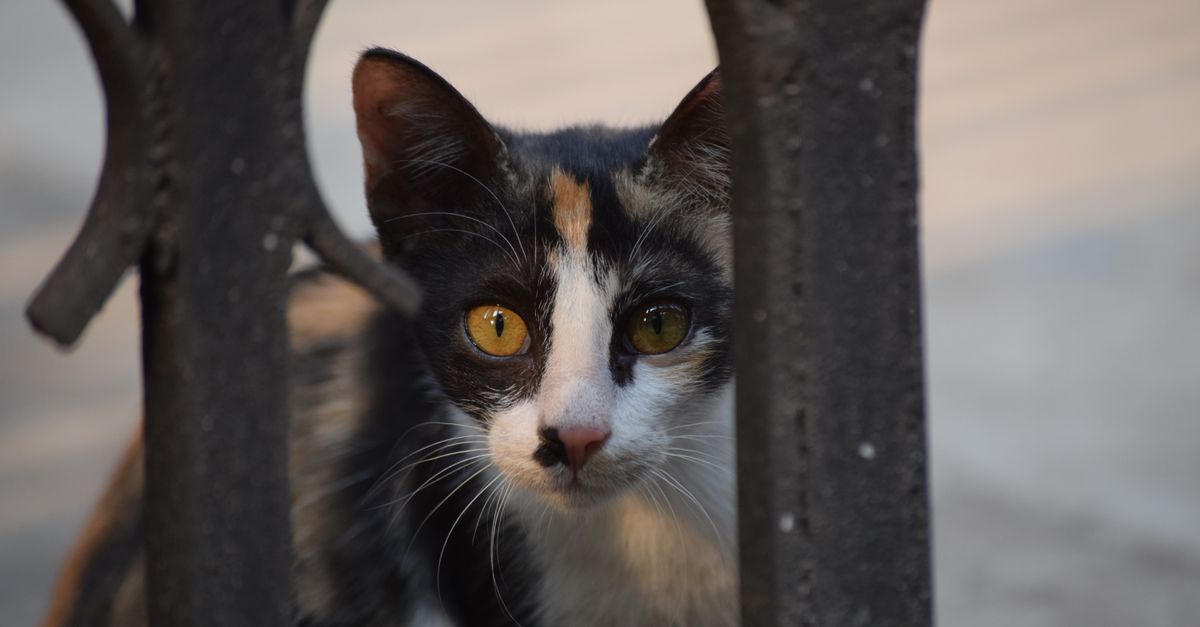 Mon chat tremble : causes