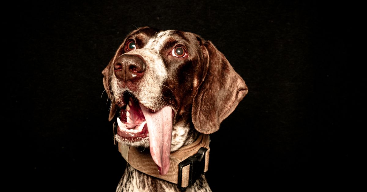Mon chien a mauvaise haleine