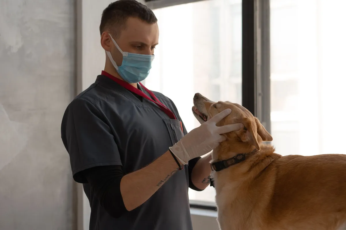 Mon chien boite : causes possibles et que faire pour l'aider