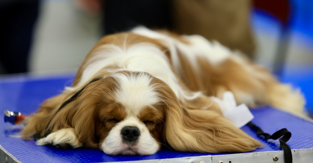 Mon chien dort beaucoup : est-ce normal