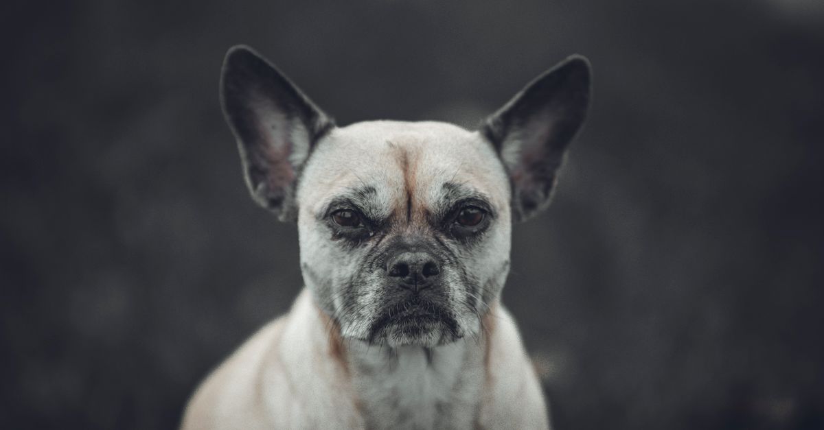 Mon chien grogne : pourquoi et comment réagir