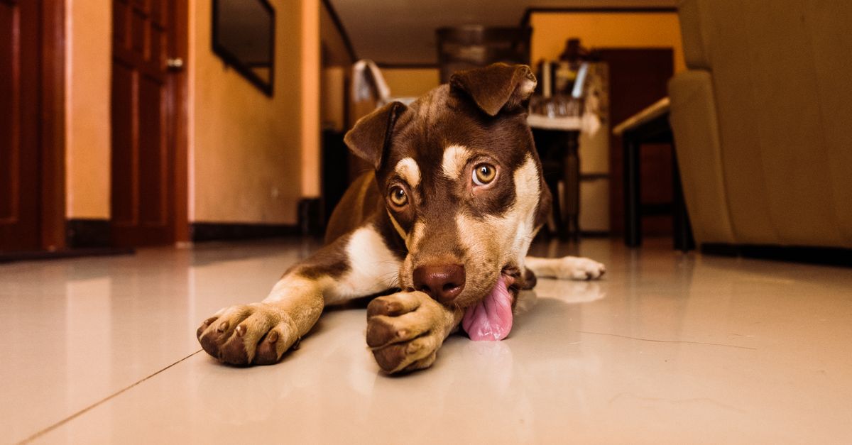 Mon chien se lèche les pattes : causes