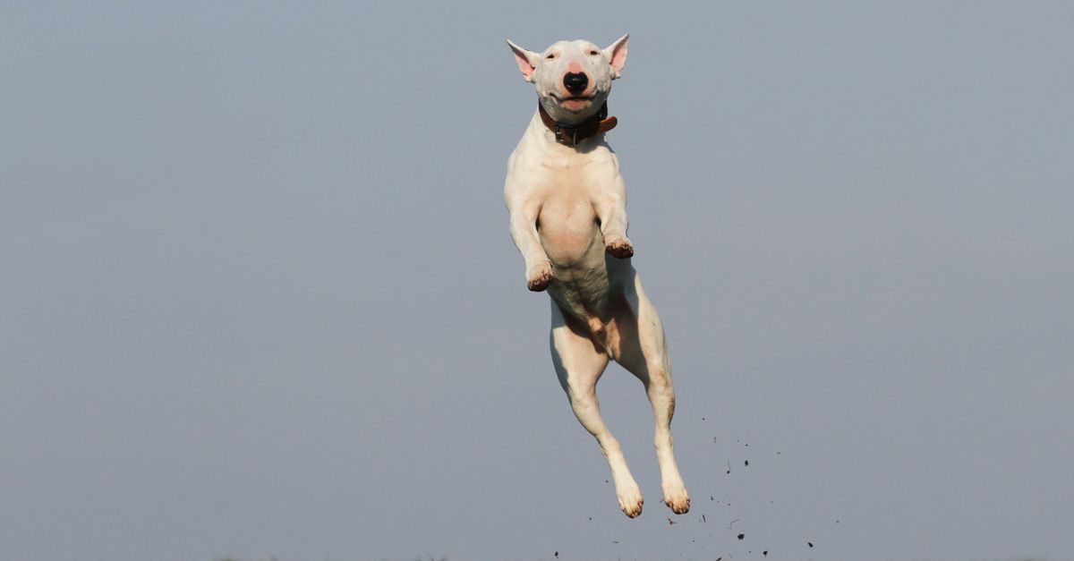 Mon chien saute sur les gens : que faire