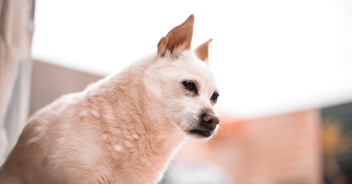 Mon chien se gratte les oreilles