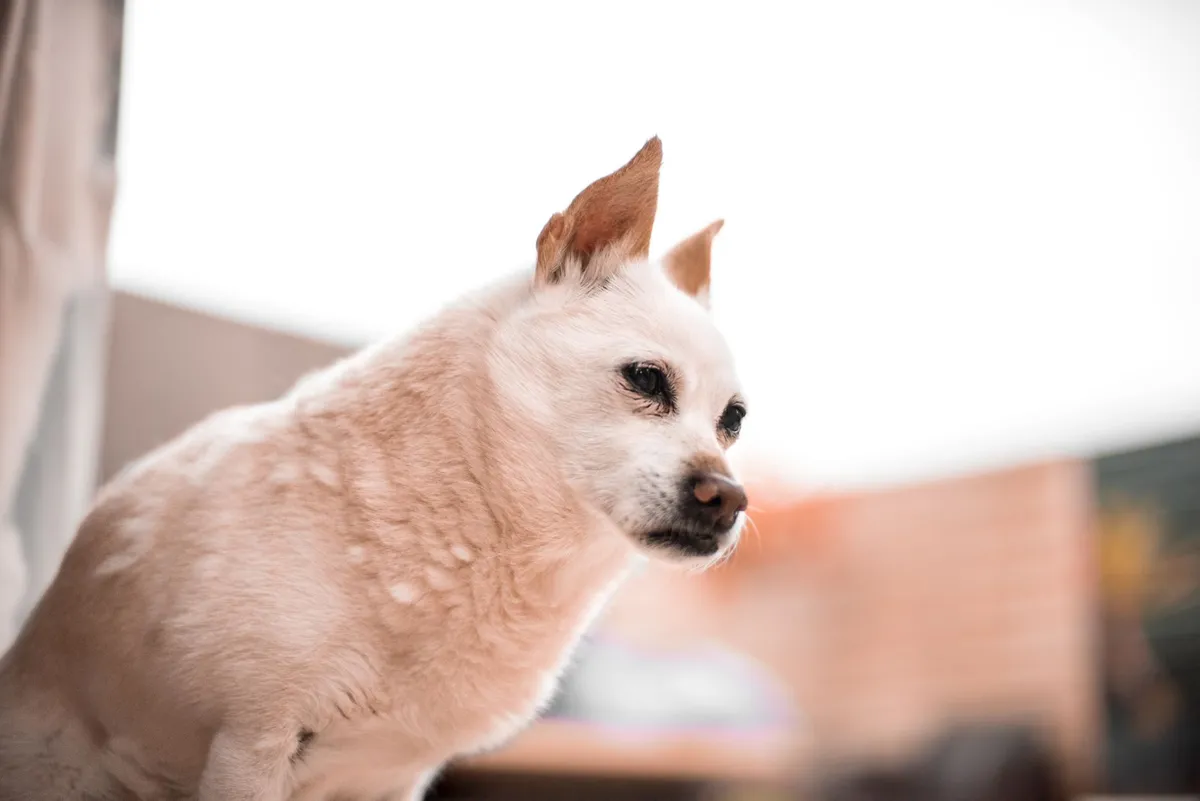 Mon chien se gratte sans arrêt : causes et solutions pour le soulager