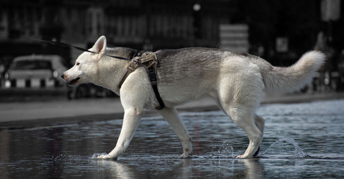 Mon chien tire en laisse : que faire