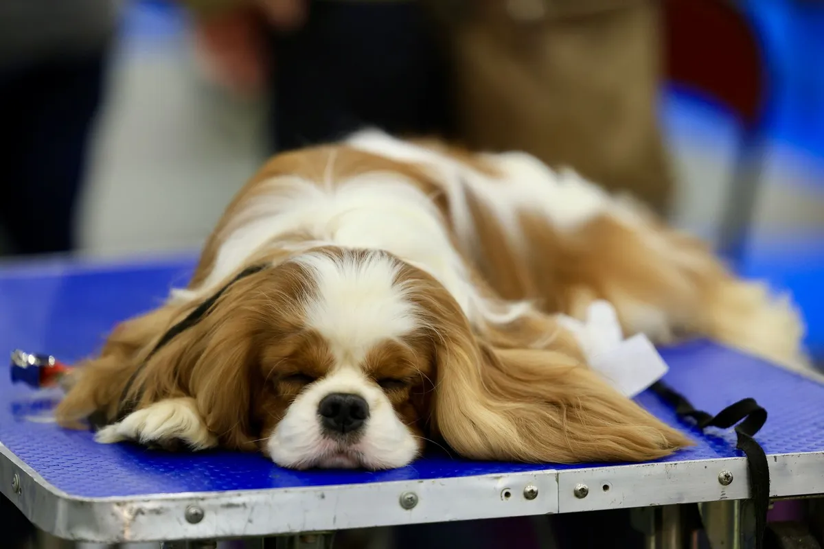 Mon chien vomit : comprendre les causes et savoir quand consulter
