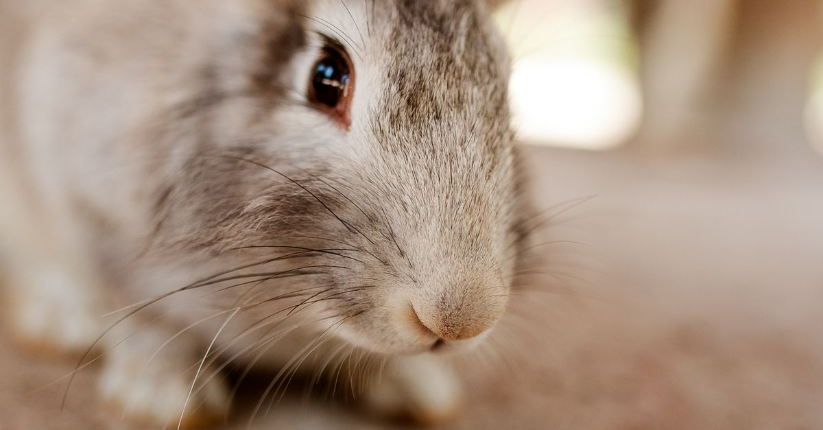 Mon lapin éternue : causes et quand s'inquiéter