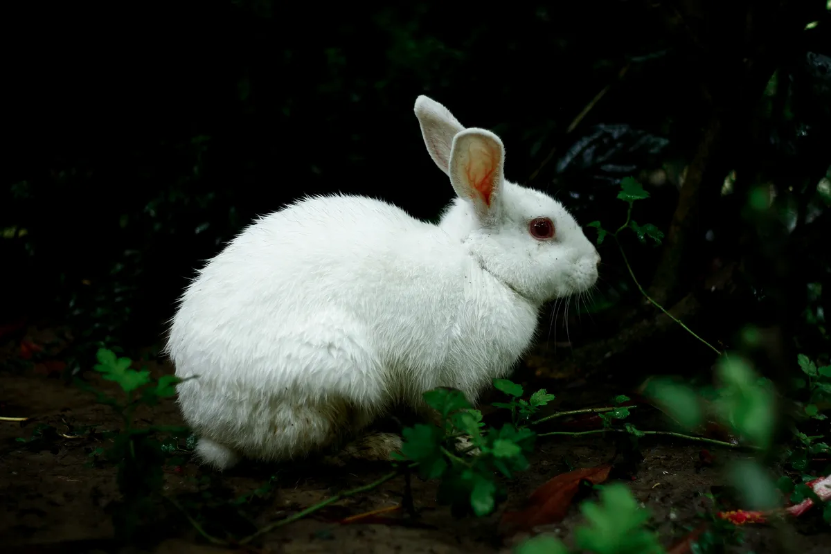 Mon lapin ne mange plus : que faire en urgence ?