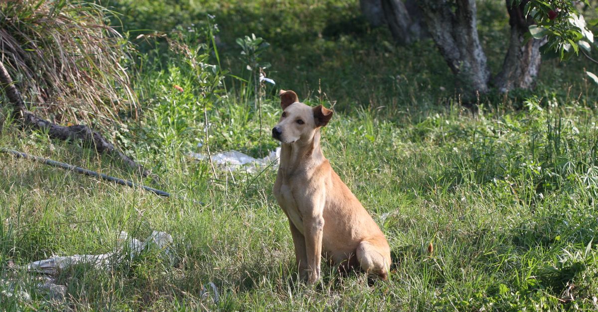 Morsure de serpent chez le chien : réagir vite