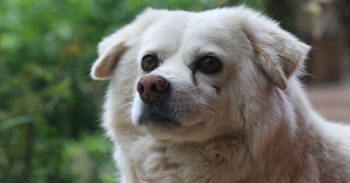 Nettoyer les yeux de son chien