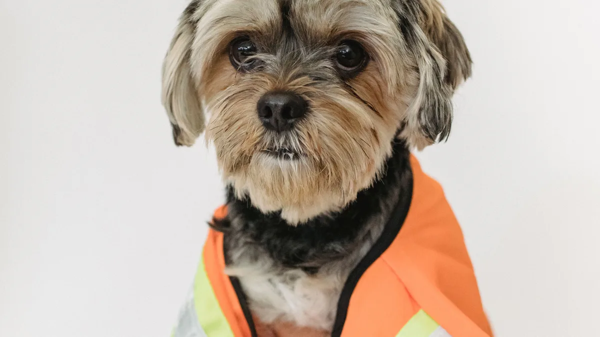 Chien en convalescence avec collerette après une opération du ligament croisé