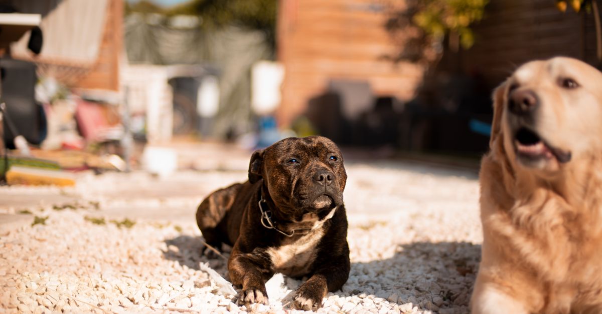 Les os pour chien : sûrs ou dangereux