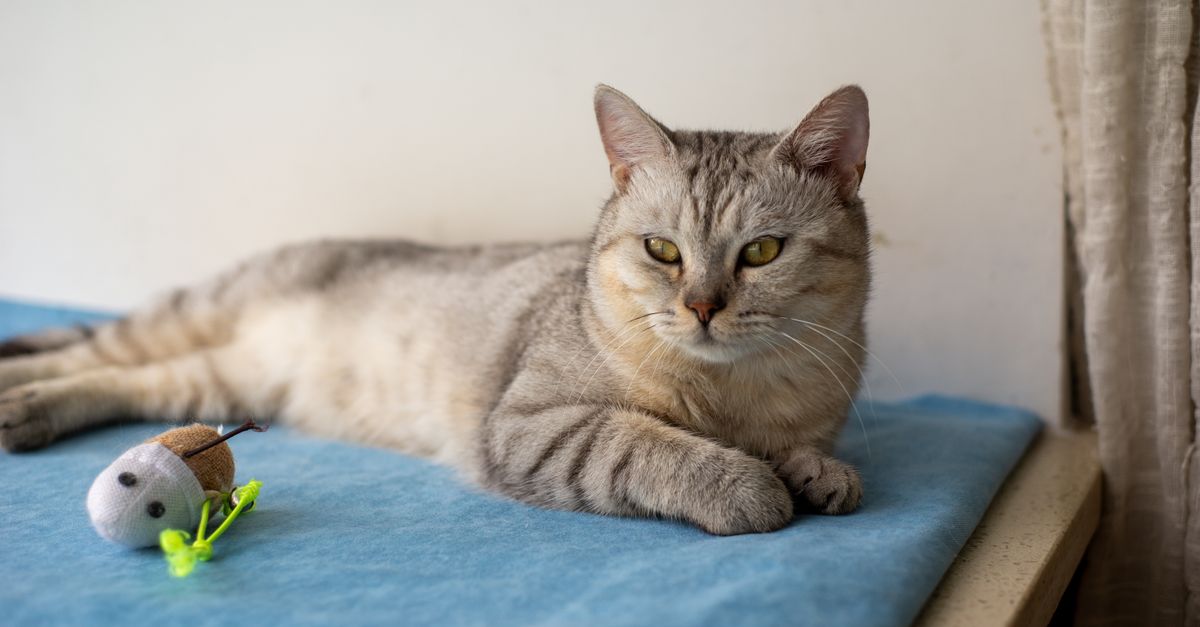 La pancréatite du chat : symptômes et prise en charge