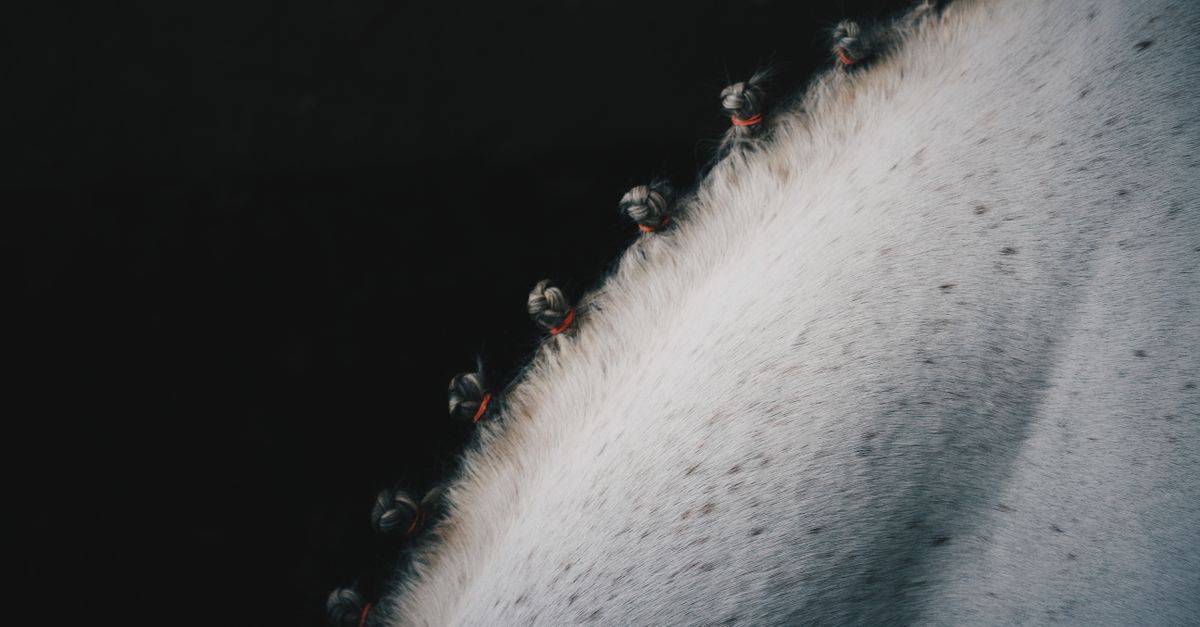 Le pansage du cheval : étapes et matériel