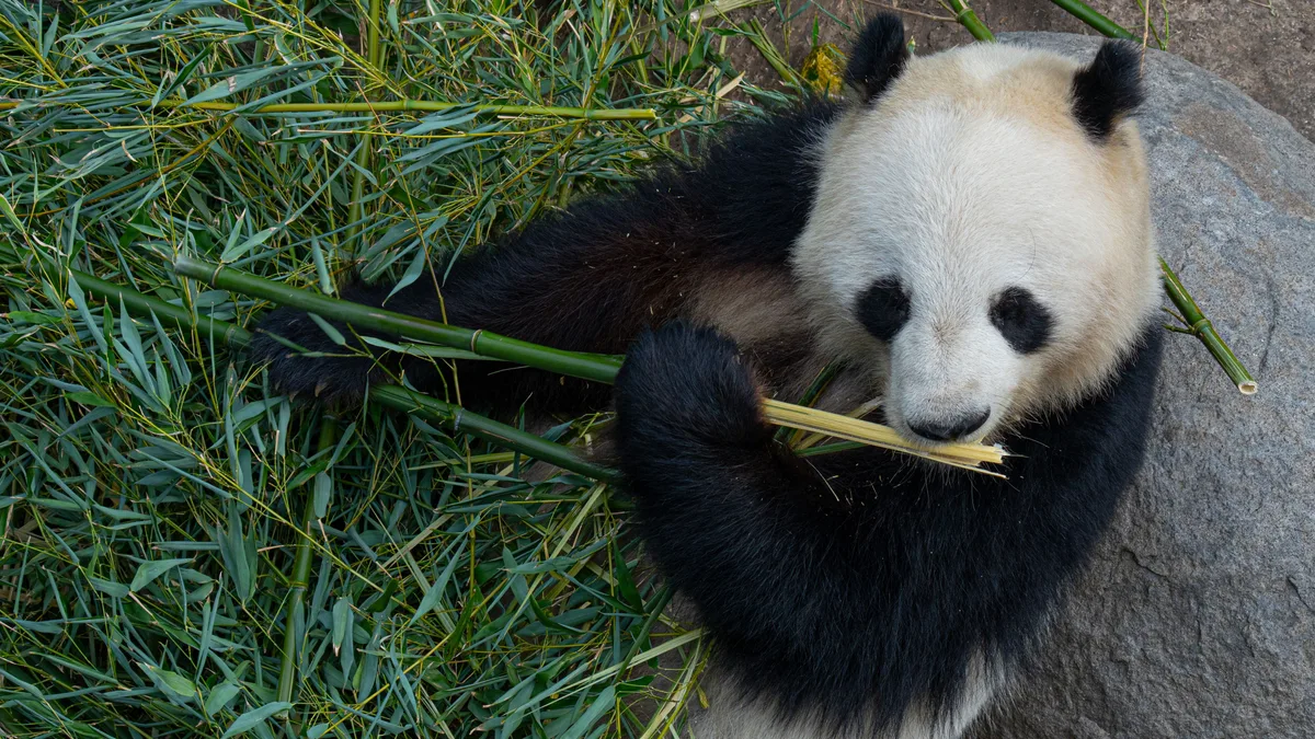 Le rôle des parcs zoologiques dans la conservation des espèces