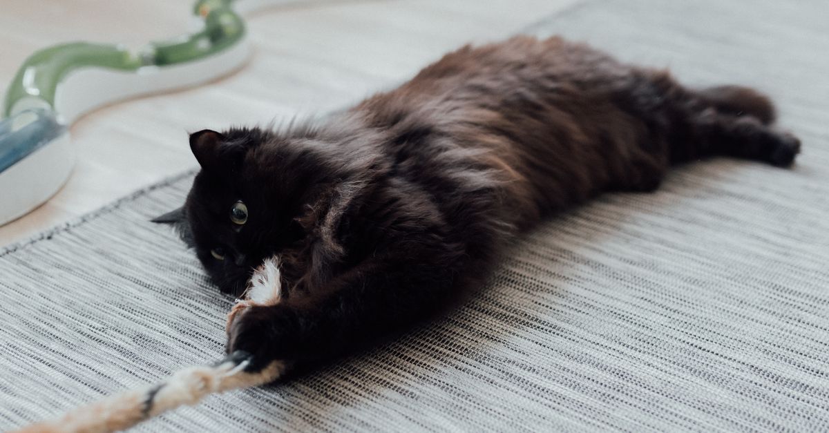 Le chat Persan : caractère, santé et prix