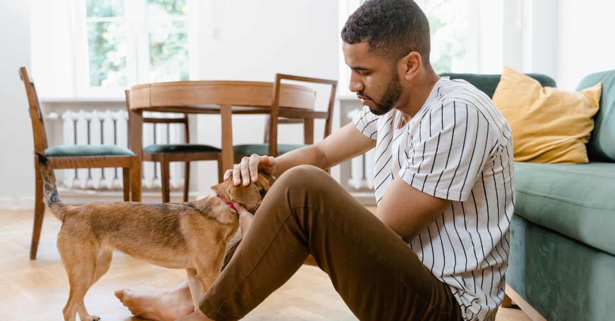 Le prix d'un chien : coût et budget