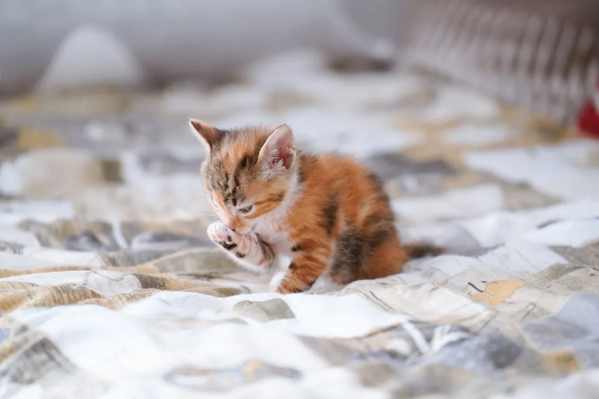 Propreté du chaton : réussir l'apprentissage de la litière