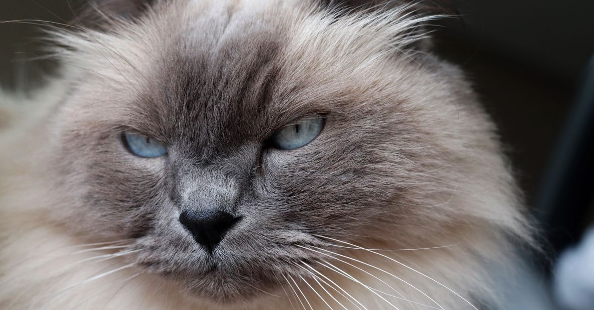 Le Ragdoll : caractère, santé et prix