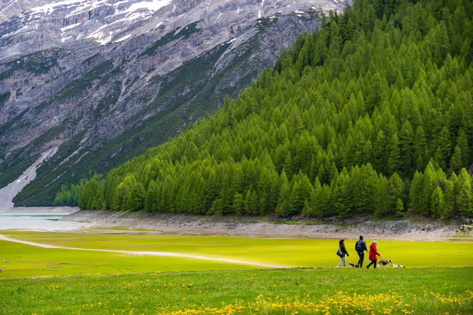 Randonner avec son chien en montagne