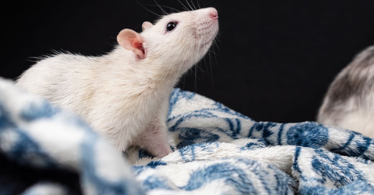 Le rat domestique : caractère, soins et prix