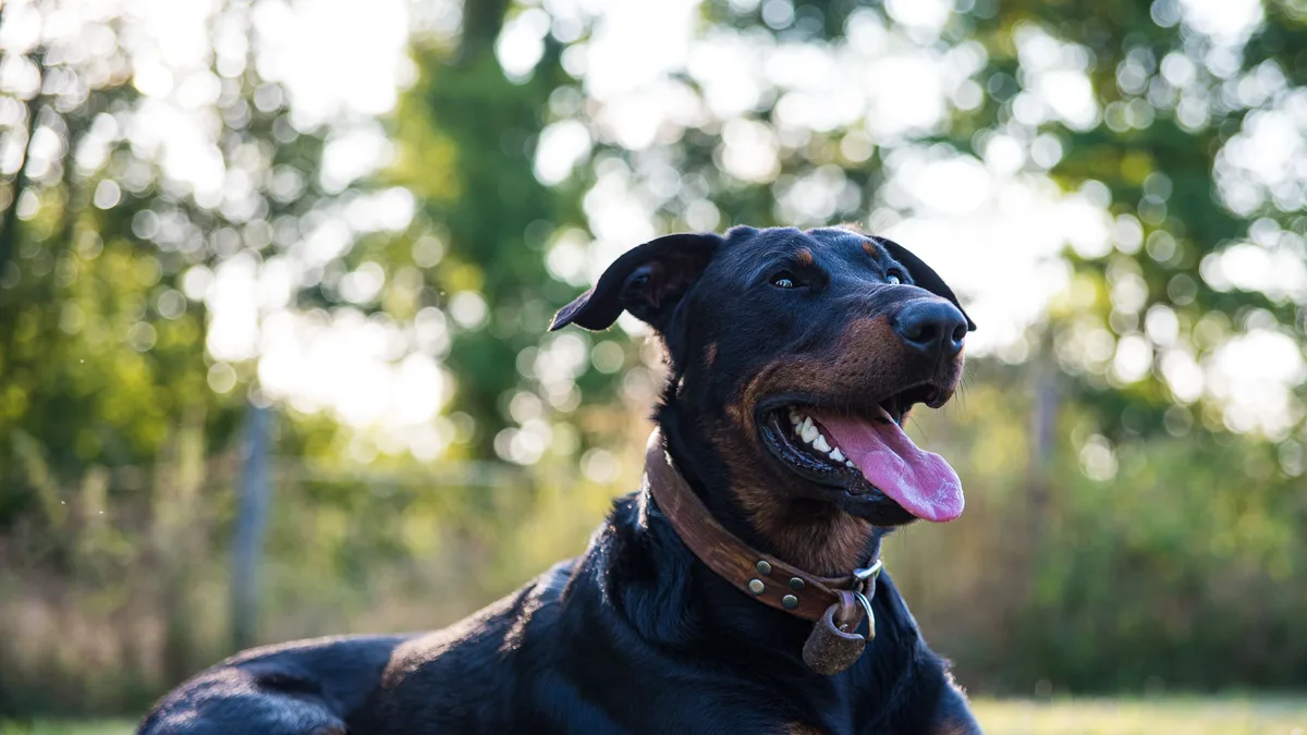 Grand chien de race profonde, morphologie à risque de torsion de l'estomac