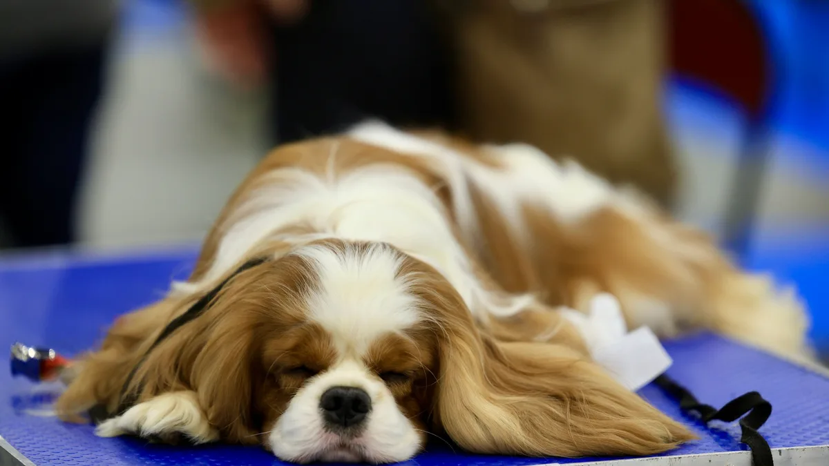 Chien examiné chez le vétérinaire avant une stérilisation