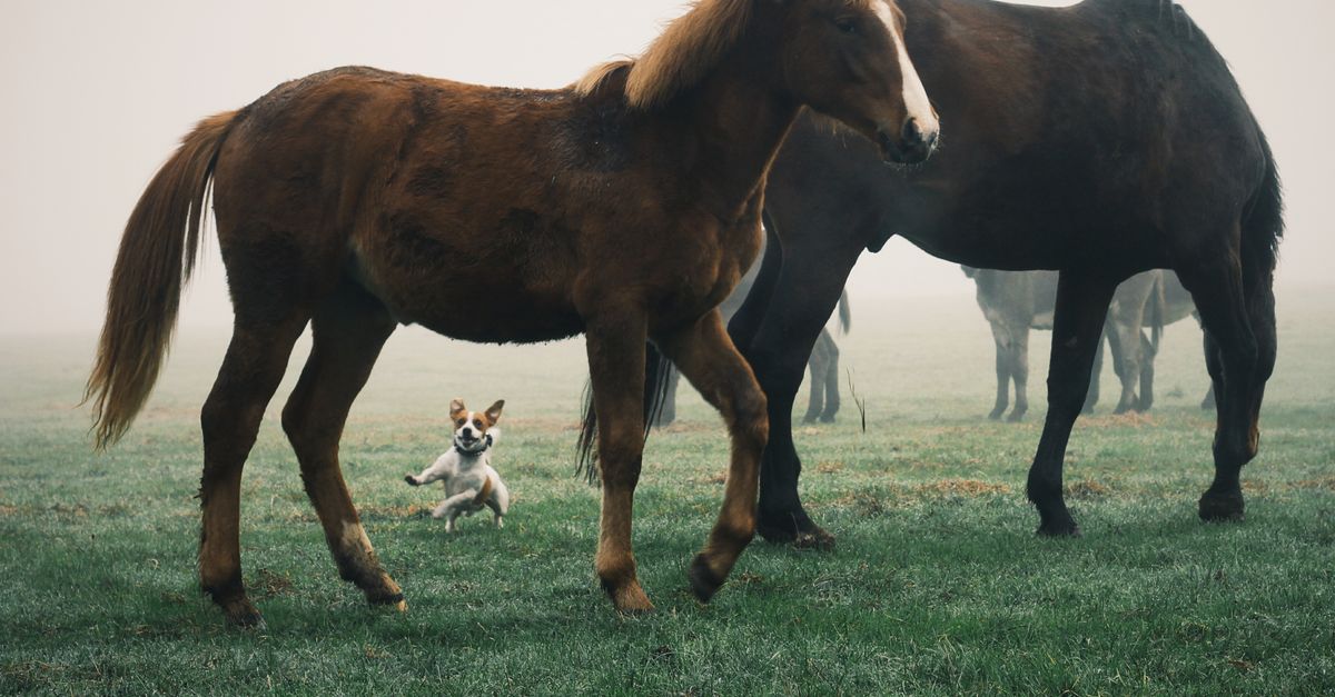 La tendinite du cheval : signes et convalescence