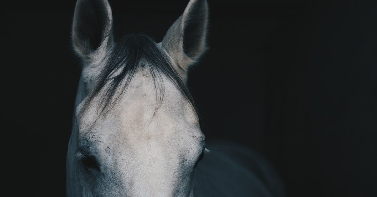 Cheval qui tousse : causes et que faire