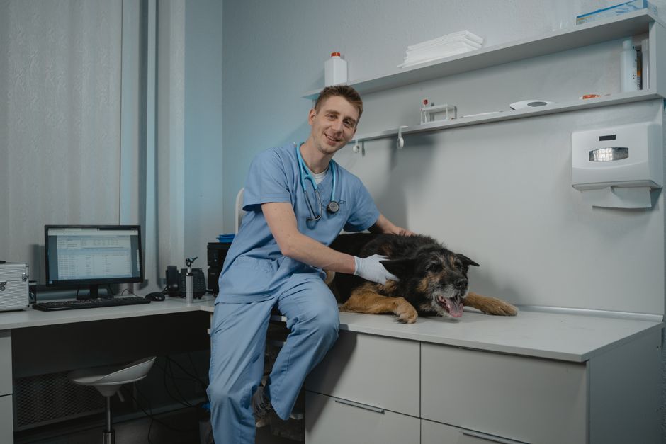 Travailler avec les animaux : panorama des métiers animaliers