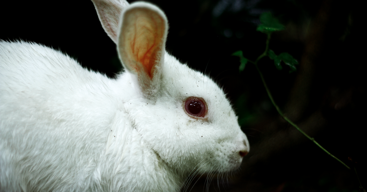 Vacciner son lapin : pourquoi et quand