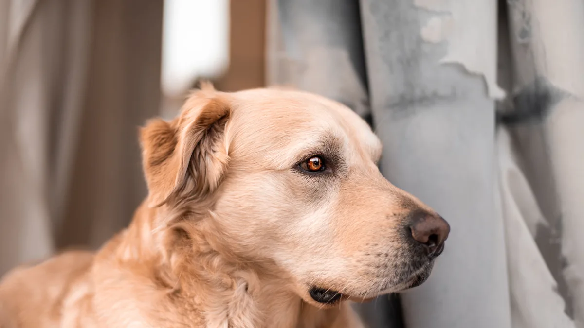 Radiographie et examen orthopédique d'un chien chez le vétérinaire