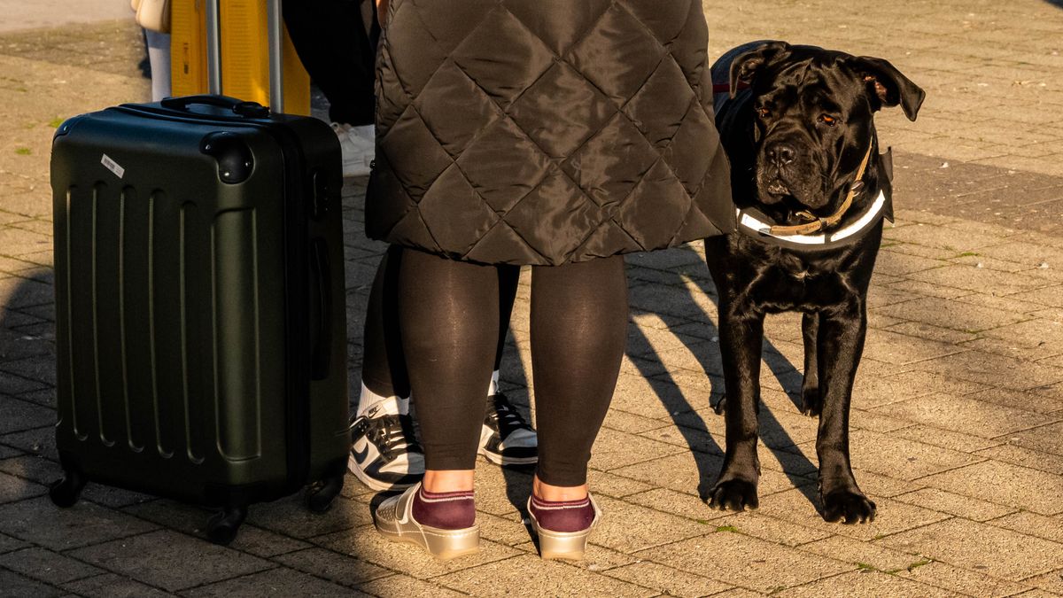 Une voyageuse et son chien attendent à côté d'une valise