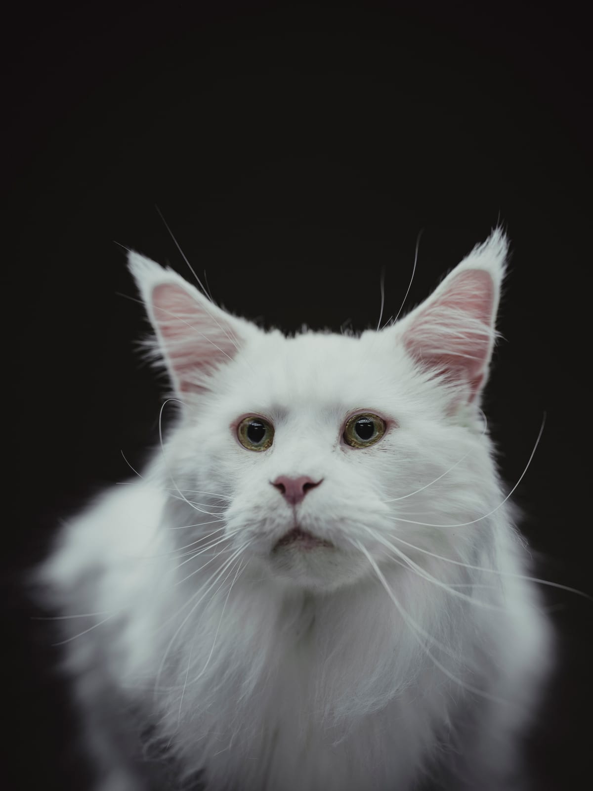 Comprendre son chat : comportement, besoins et langage
