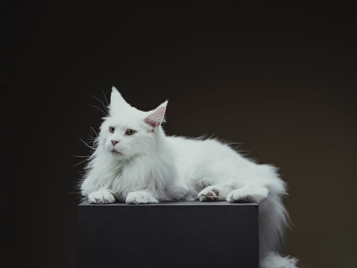 Le Maine Coon : caractère, santé et prix