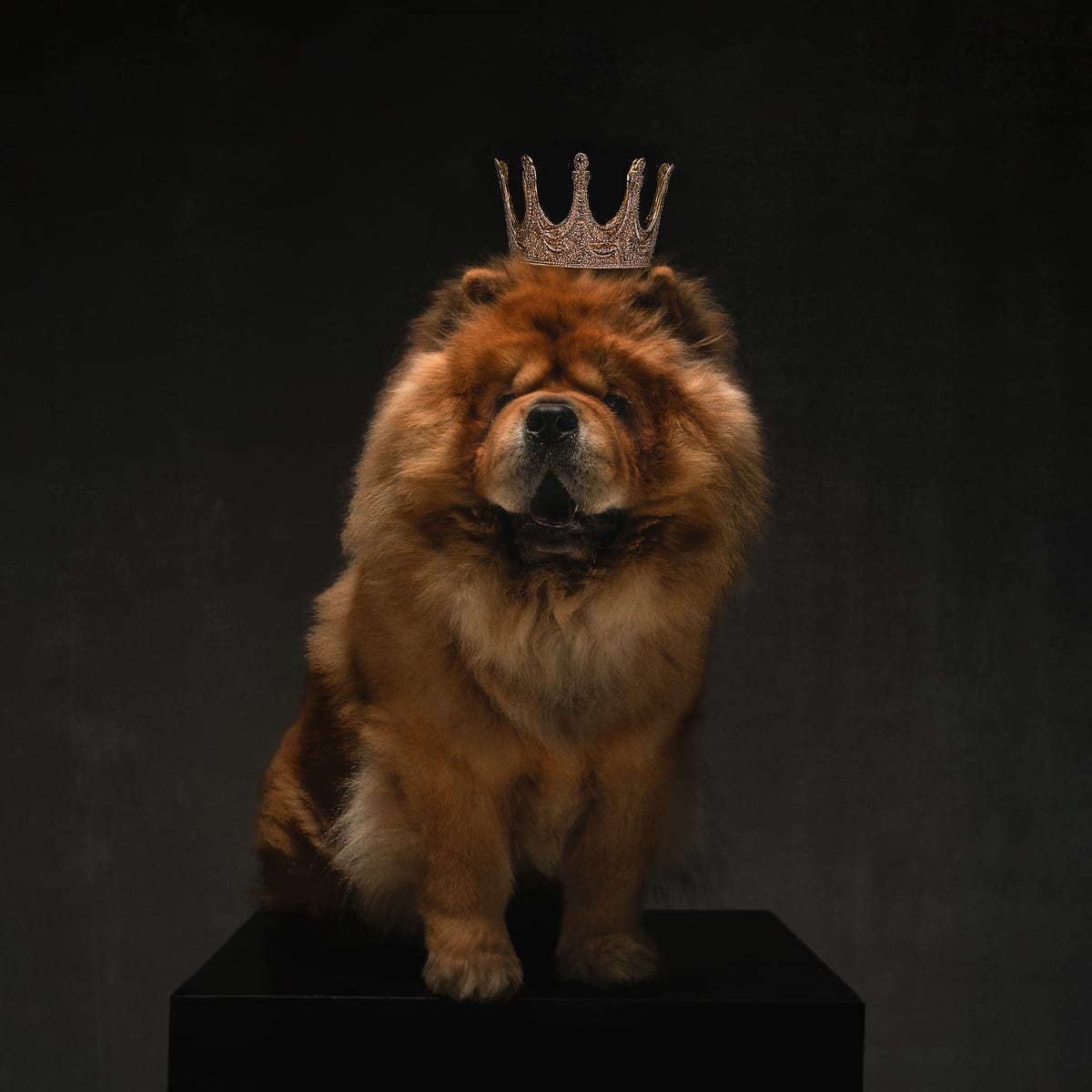 Combien de temps vit un chien ? Ce que dit la science